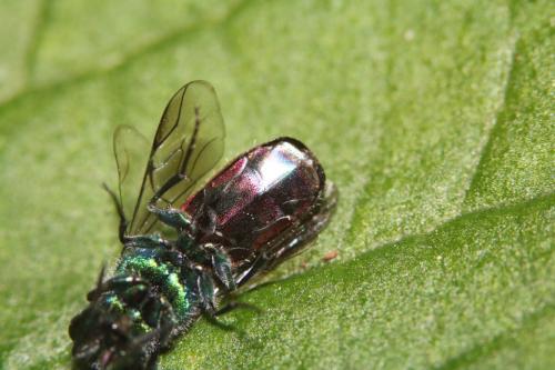 Réf. 315 392 : Chrysura radians